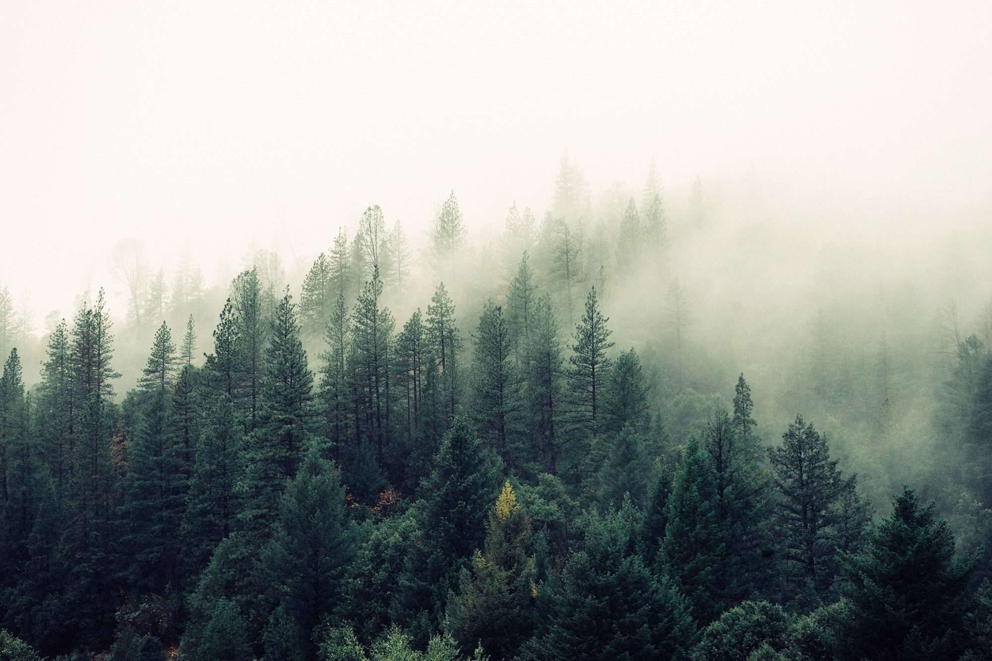 Nebel über einem stillen Wald